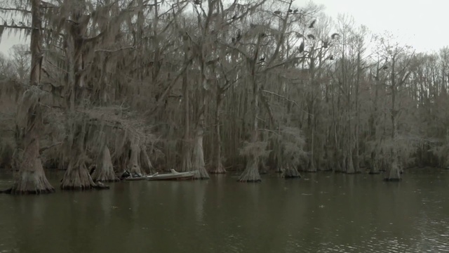 Video Reference N3: Nature, Bayou, Bank, Tree, Natural environment, Natural landscape, Swamp, Atmospheric phenomenon, Wetland, River