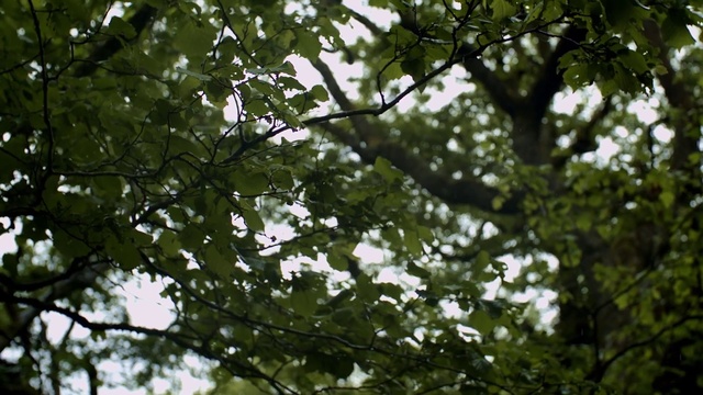 Video Reference N2: Tree, Branch, Vegetation, Nature, Plant, Green, Woody plant, Leaf, Biome, Sunlight
