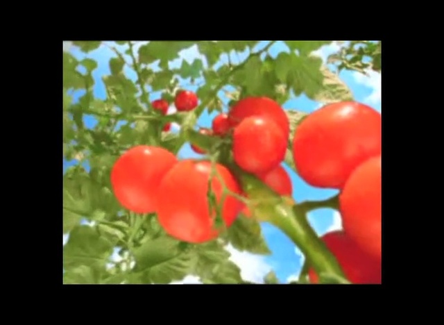 Video Reference N1: Plant, Fruit, Solanum, Flower, Flowering plant, Tomato, Tree, Leaf, Food, Vegetable