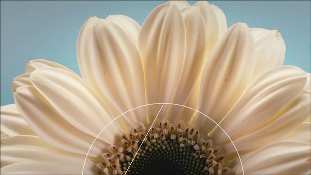 Video Reference N2: White, Petal, barberton daisy, Flower, Gerbera, Close-up, Plant, Yellow, african daisy, Pollen