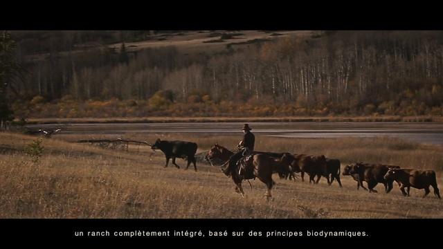 Video Reference N1: herd, fauna, wildlife, pasture, sky, prairie, grass, ecoregion, screenshot, grassland, Person