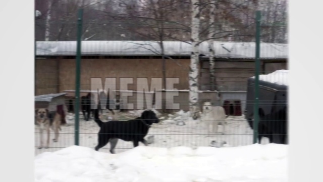 Video Reference N0: Dog, Canidae, Snow, Dog breed, Carnivore, Sporting Group, Winter, Guard dog, Kennel, Home