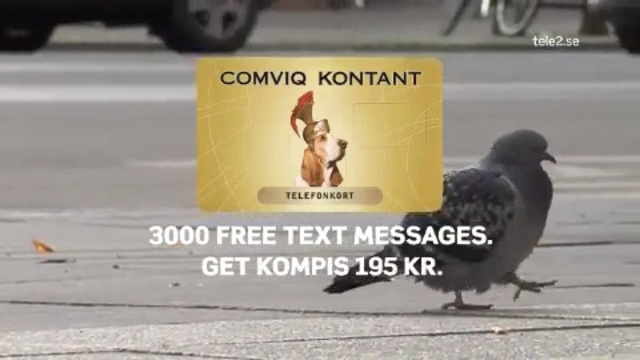 Video Reference N1: bird, asphalt, photo caption, beak, advertising, pigeons and doves