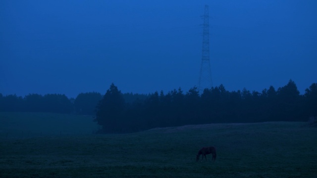 Video Reference N1: sky, ecosystem, atmosphere, morning, tree, mist, horizon, evening, dawn, biome