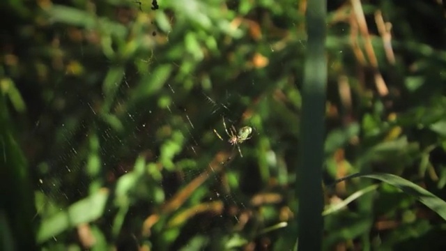 Video Reference N8: Vegetation, Green, Spider web, Leaf, Plant, Grass, Water, Terrestrial plant, Grass, Organism