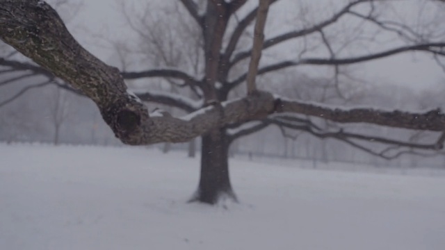 Video Reference N3: snow, tree, freezing, winter, branch, winter storm, blizzard, frost, wood, twig, Person