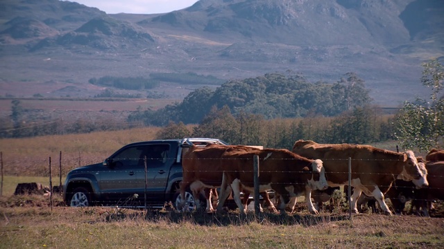 Video Reference N0: Bovine, Pasture, Ranch, Vehicle, Livestock, Rural area, Herd, Landscape, Highland, Grassland