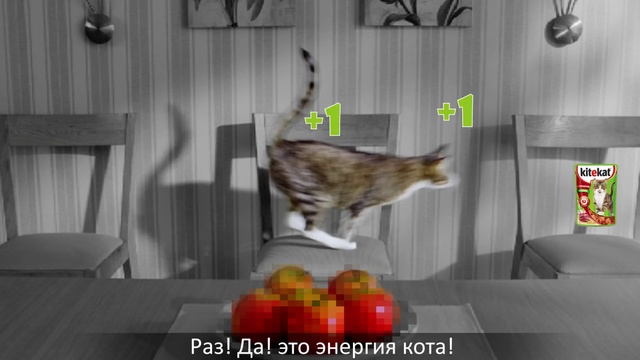 Video Reference N3: Cat, Small to medium-sized cats, Felidae, Carnivore, European shorthair, Room, Floor, Domestic short-haired cat, Kurilian bobtail, Tabby cat