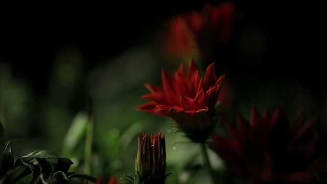 Video Reference N2: flower, red, flora, plant, close up, wildflower, petal, leaf, macro photography, darkness