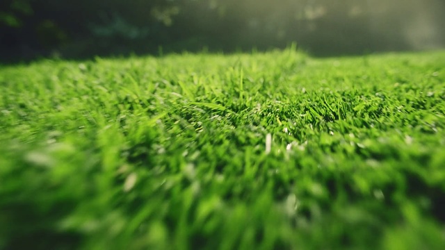Video Reference N9: Green, Nature, Grass, Vegetation, Natural landscape, Water, Plant, Leaf, Lawn, Grass family