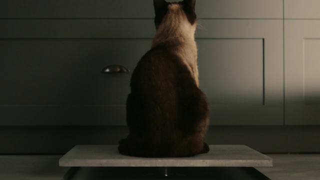 Video Reference N1: Cat, Felidae, Small to medium-sized cats, Art, Whiskers, Sculpture, Tail, Siamese, Carnivore, Tonkinese