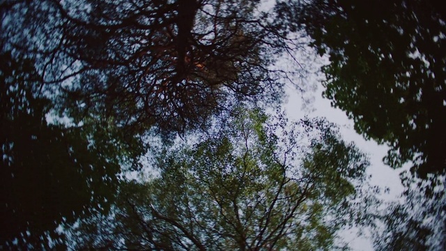 Video Reference N1: Tree, Nature, Sky, Branch, Vegetation, Natural environment, Leaf, Woody plant, Forest, Reflection