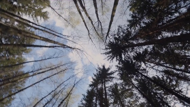 Video Reference N1: Tree, Nature, Sky, Branch, Woody plant, Natural environment, Atmospheric phenomenon, Plant, Forest, Trunk