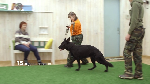 Video Reference N8: Mammal, Dog, Vertebrate, Canidae, Conformation show, Dog breed, Obedience training, Carnivore, Sporting Group, Junior showmanship