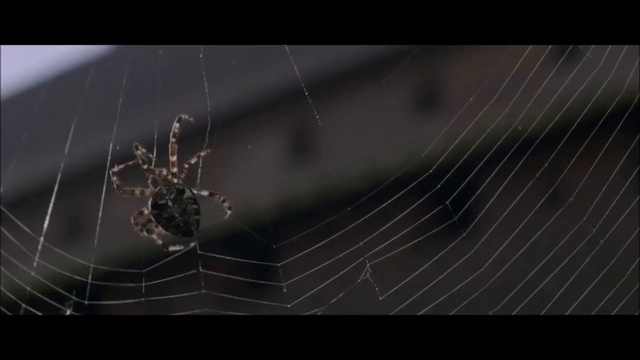 Video Reference N1: Spider web, Spider, Invertebrate, Wildlife, Orb-weaver spider, Arachnid, Macro photography, Arthropod, Water, Darkness