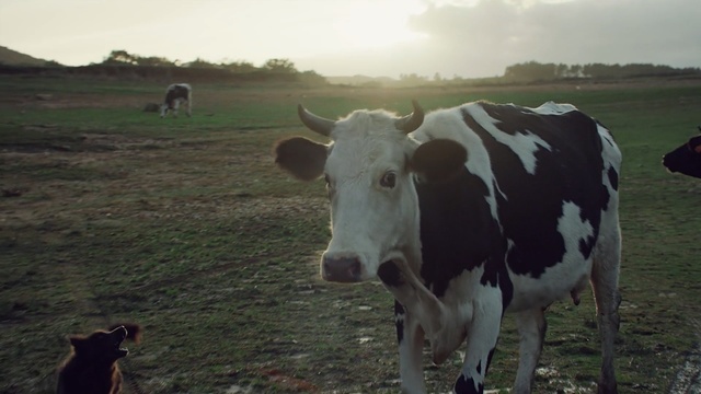 Video Reference N3: cattle like mammal, dairy cow, pasture, grassland, grazing, grass, sky, dairy, field, herd, Person
