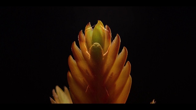 Video Reference N0: Yellow, Flower, Hand, Plant, Finger, Close-up, Botany, Petal, Organism, Macro photography
