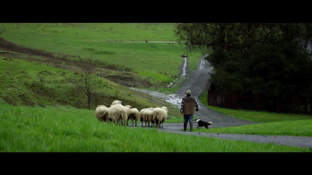 Video Reference N1: herd, grassland, sheep, pasture, nature, sheep, green, grazing, field, grass, Person