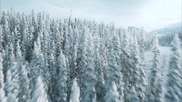 Video Reference N2: tree, winter, woody plant, ecosystem, freezing, frost, snow, geological phenomenon, fir, pine family