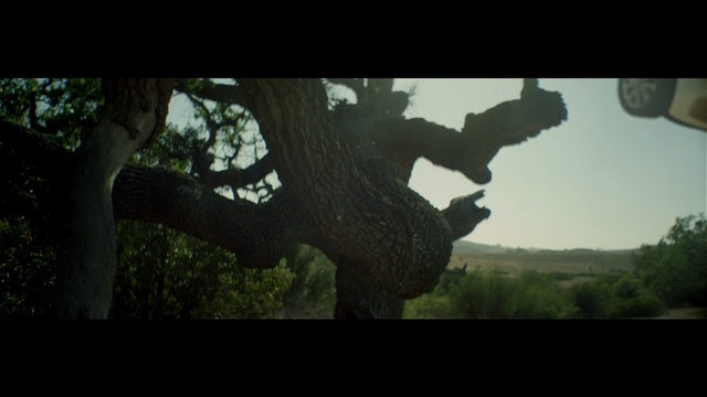Video Reference N1: tree, nature, woody plant, vegetation, ecosystem, sky, plant, screenshot, branch, forest