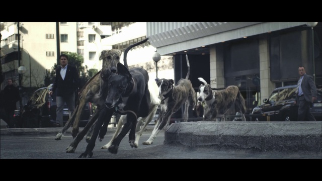 Video Reference N2: Horse, Mode of transport, Snapshot, Pack animal, Photography, Snout, Mane, Street, Vehicle, Livestock