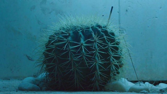 Video Reference N1: Cactus, Thorns, spines, and prickles, Turquoise, Organism, Underwater, Plant, Hedgehog cactus, Electric blue, Marine biology, Caryophyllales