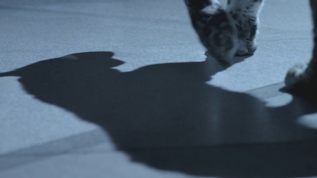 Video Reference N11: Shadow, Black-and-white, Cat, Leg, Tail, Felidae, Whiskers