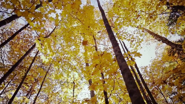 Video Reference N12: Tree, Nature, Leaf, Yellow, Woody plant, Autumn, Deciduous, Plant, Temperate broadleaf and mixed forest, Northern hardwood forest