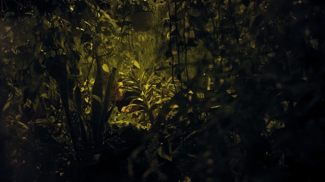 Video Reference N5: Black, Nature, Vegetation, Green, Yellow, Light, Tree, Night, Water, Leaf