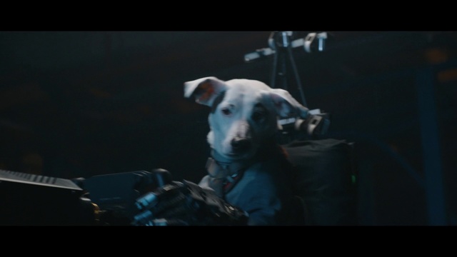Video Reference N0: Mammal, Vertebrate, Dog breed, Dog, Canidae, Carnivore, Non-Sporting Group, Snout, American pit bull terrier, Bull terrier