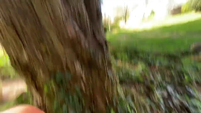 Video Reference N5: Nature, Green, Hair, Tree, Grass, Leaf, Natural environment, Woodland, Trunk, Sunlight