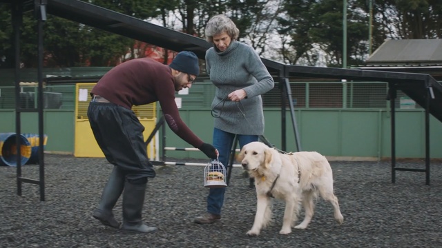 Video Reference N11: Dog, Mammal, Vertebrate, Canidae, Dog breed, Carnivore, Sporting Group, Kennel club, Obedience training, Retriever, Person