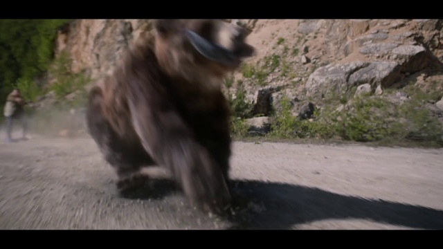 Video Reference N0: Vertebrate, Mammal, Grizzly bear, Primate, Old world monkey, Brown bear, Wildlife, Macaque, Bear, New World monkey