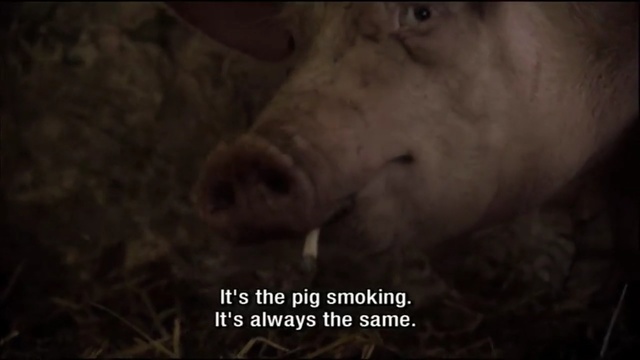 Video Reference N0: pig like mammal, mammal, domestic pig, pig, fauna, photo caption, snout, organism, livestock, screenshot