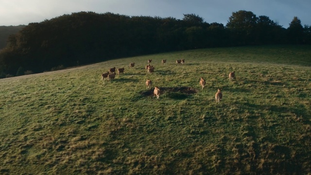 Video Reference N1: Pasture, Grassland, Grass, Sky, Natural environment, Grazing, Meadow, Tree, Photography, Landscape