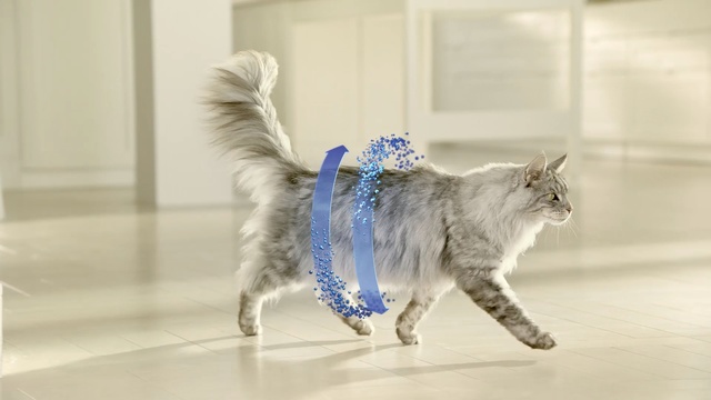 Video Reference N2: Cat, Small to medium-sized cats, Felidae, Whiskers, Tail, Carnivore, Norwegian forest cat, American curl, Fur, Turkish angora, Person