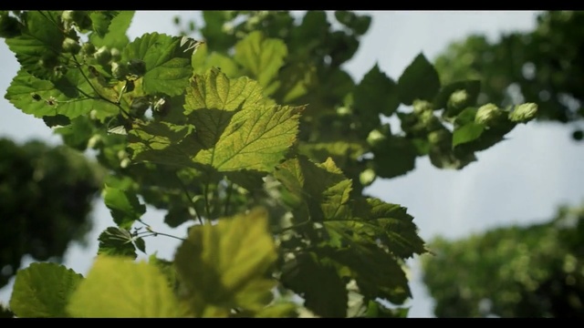 Video Reference N2: Leaf, Plant, Nature, Flower, Green, Tree, Flowering plant, Woody plant, Branch, Vitis