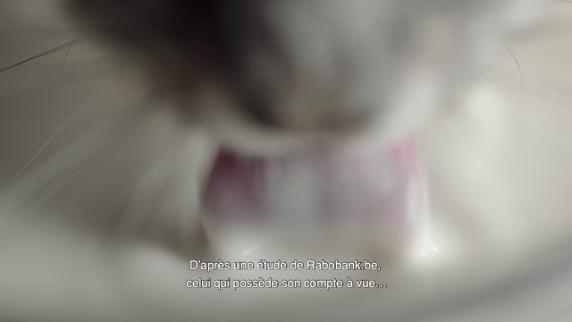 Video Reference N4: Nose, Pink, Close-up, Fur, Font, Mouth, Photography, Cat, Ear, Whiskers, Abstract, Blur