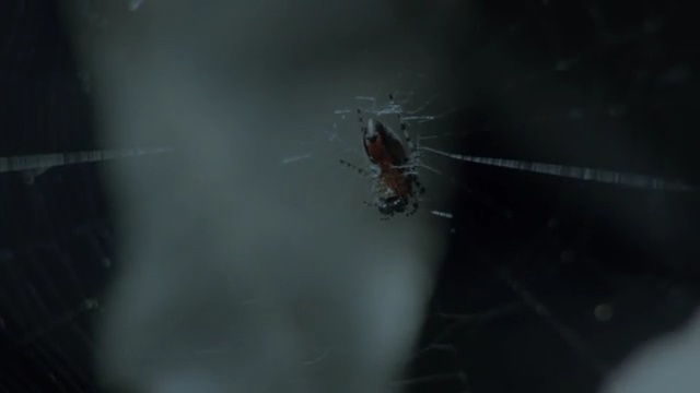 Video Reference N0: Spider web, Spider, Araneus cavaticus, Invertebrate, Organism, Insect, Macro photography, Tangle-web spider, Close-up, Pest, Person