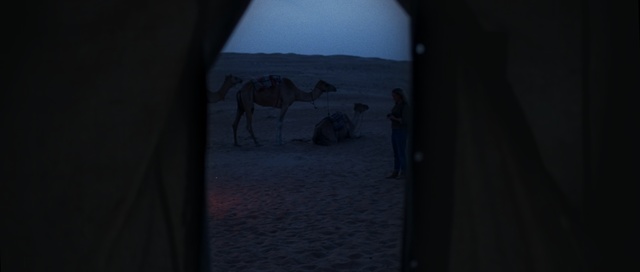 Video Reference N4: Black, Sky, Darkness, Wildlife, Landscape, Tree, Photography, Room, Camel, Window