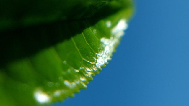 Video Reference N1: water, green, leaf, dew, drop, macro photography, moisture, close up, sky, plant stem