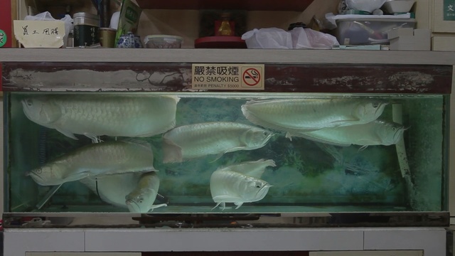 Video Reference N1: fish, fish, glass, aquarium, seafood