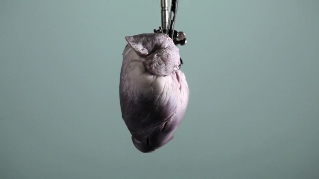 Video Reference N4: heart, art