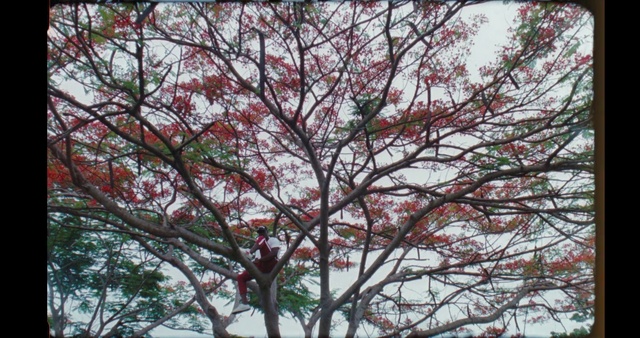 Video Reference N2: Tree, Branch, Plant, Woody plant, Spring, Flower, Twig, Leaf, Flowering plant, Maple