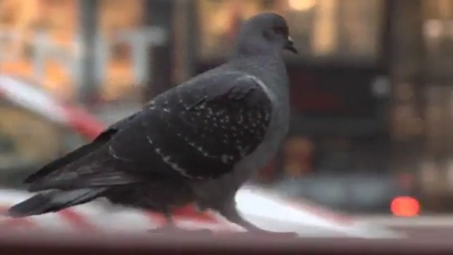 Video Reference N0: bird, pigeons and doves, beak, fauna, feather, wing