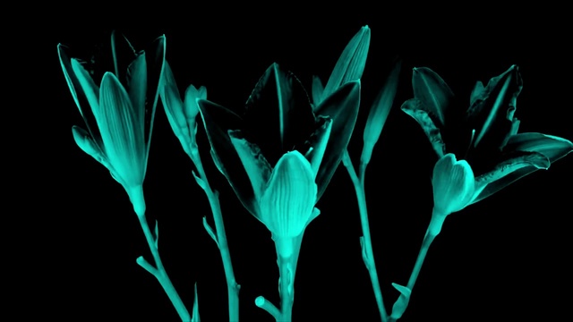 Video Reference N1: Green, Botany, Leaf, Plant, Flower, Graphics, Petal, Black-and-white, Graphic design