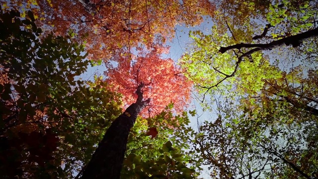 Video Reference N2: Tree, Leaf, Nature, Green, Woody plant, Branch, Autumn, Sky, Natural environment, Northern hardwood forest