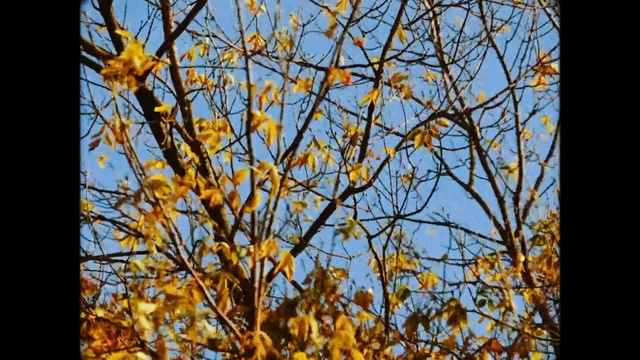 Video Reference N1: branch, yellow, nature, flora, tree, leaf, sky, autumn, deciduous, twig