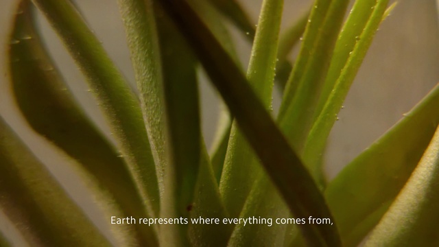 Video Reference N4: Leaf, Green, Plant, Flower, Plant stem, Terrestrial plant, Close-up, Botany, Macro photography