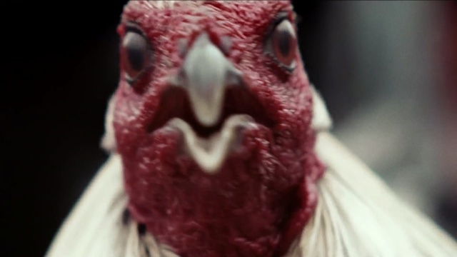 Video Reference N1: beak, galliformes, chicken, bird, Person